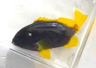 イエローフィングルーパー