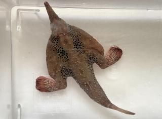 バットフィッシュ