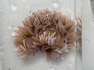 センジュイソギンチャク マーブル