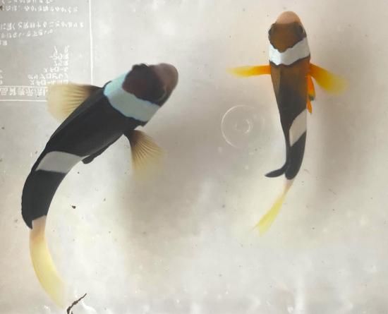 クマノミ クマノミ ペア - AQUA terra