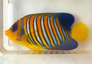 クマノミ 000000155299_JBsK6JK.jpg