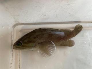 饦ǥ롼ѡ