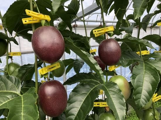 farmer様　★奄美のパッションフルーツ★ 奄美大島産パッションフルーツ | Fruit Farmersのパッション