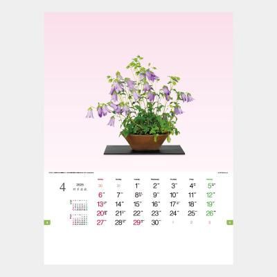 <img class='new_mark_img1' src='https://img.shop-pro.jp/img/new/icons63.gif' style='border:none;display:inline;margin:0px;padding:0px;width:auto;' />TD-819  野草盆栽