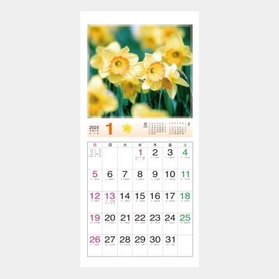 NK-486 ステップ ザ ブルーム STEP the Bloom
