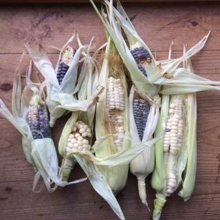 沖縄県産 紫もちとうもろこし Ｂ品 約4.4kg【常温便】① もっちもちの食感! 留守農場の紫トウモロコシ(5本)：千葉県産の