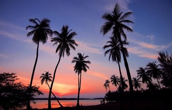 サンセットのタペストリー 西海岸 壁紙 ヤシの木 夕焼け 夕日 リトルレモネード パーティーグッズショップ