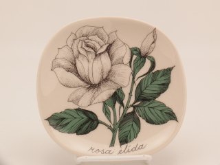 ܥ˥(Botanica) / Rosa elida(Х)