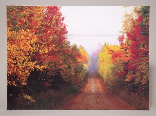 秋の赤い道（0760）