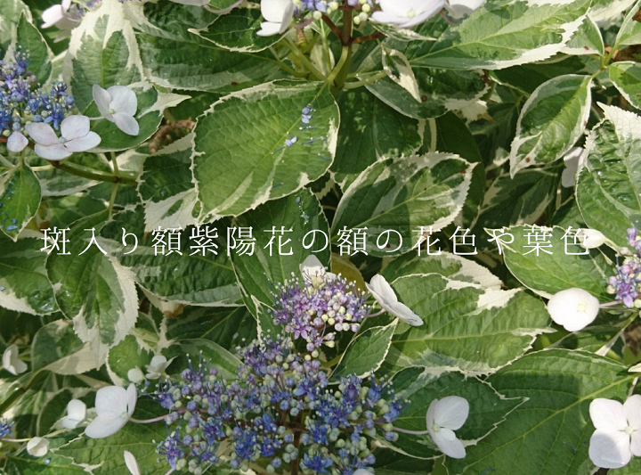 斑入り額紫陽花の商品写真