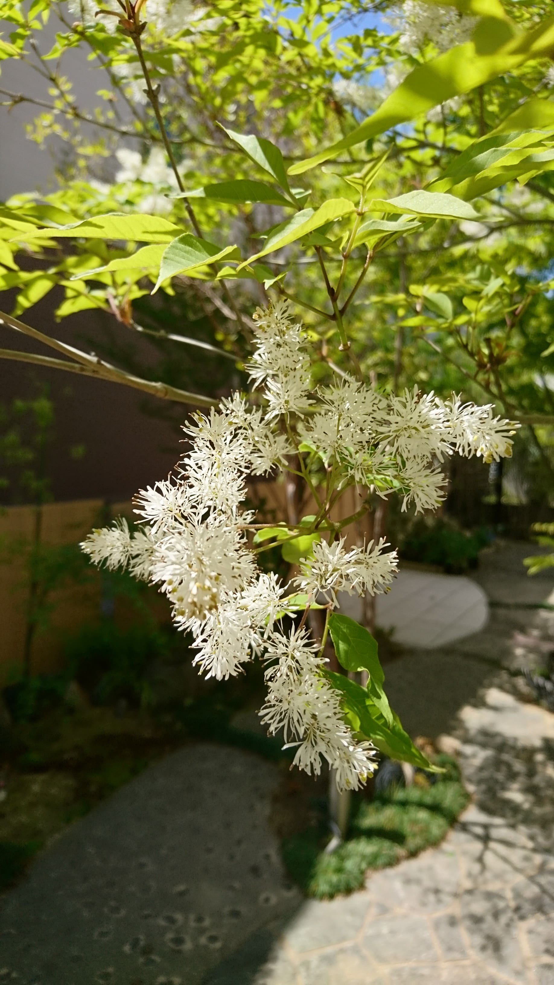 アオダモの雄花と雌花を見比べてみた 春に咲くレアな白い糸状の風媒花