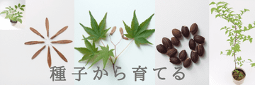 ¥¨¥´¥Î¥¼ï»Ò