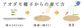 ¥¢¥ª¥À¥â¤Î¼ï