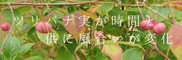 ツリバナの実 時間と供に風合いが変化
