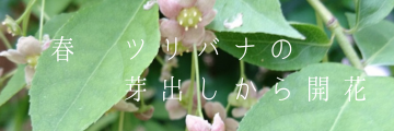 春 ツリバナの芽出しから開花