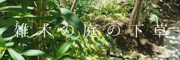雑木の庭の下草