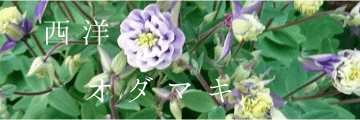 À¾ÍÎ¥ª¥À¥Þ¥¡¦¥Ó¥¸¥å¡¼¥µ¥Õ¥£¡¼¥ë¤Î¼ï¼¬¤¤«¤é°é¤ÆÊý