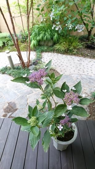 アジサイ　美しい　紫陽花特大株　多年生　9号鉢　開花終了剪定済み 紫陽花大株 アジサイ紫陽花特大8号鉢 多年生大株 開花終了 剪定済み