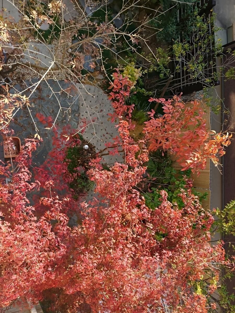 盆栽　山もみじ　太幹　古木 盆栽 山もみじ 太幹 古木 山もみじ ヤマモミジ 太幹 古木 【公式通販】