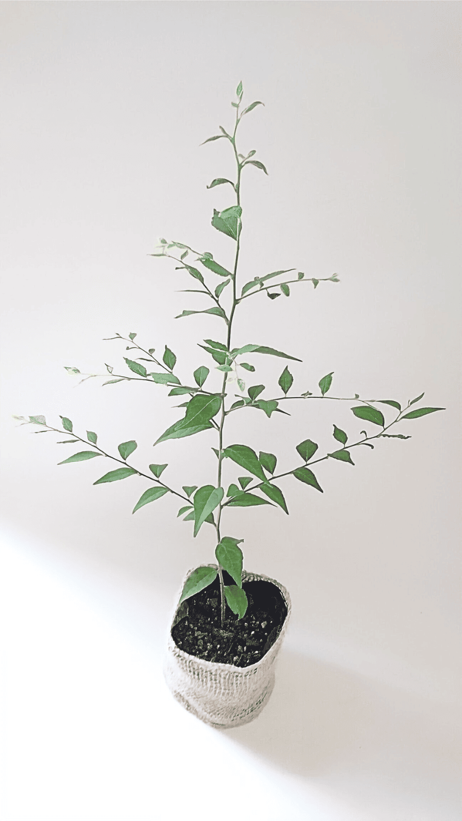 Υڡ20cm30cm˻ڤռʤξ֤餭ޤ
