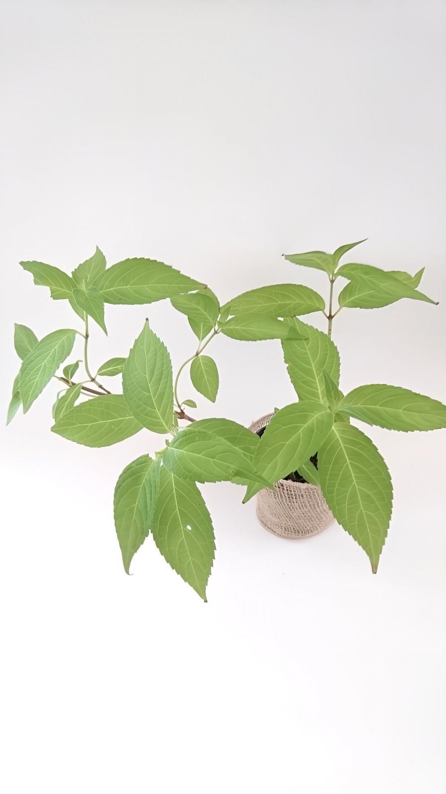 山あじさい 虹 苗木（約16㎝～）ピンク基調に青～紫のグラデーションが