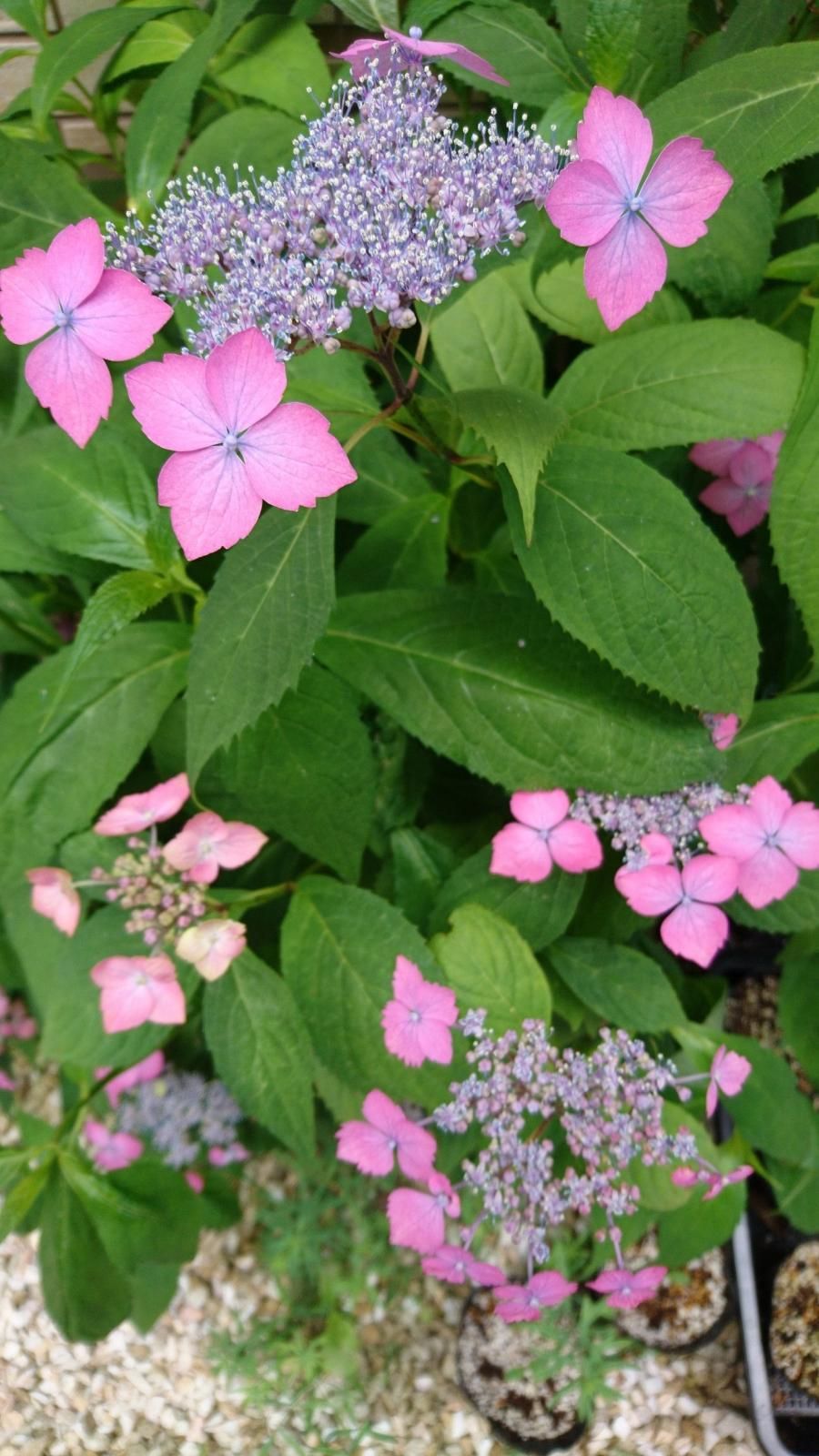山あじさい 虹 苗木（約16㎝～）ピンク基調に青～紫のグラデーションが