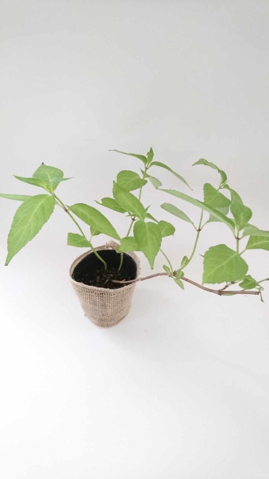 山あじさい 虹 苗木（約16㎝～）ピンク基調に青～紫のグラデーションが