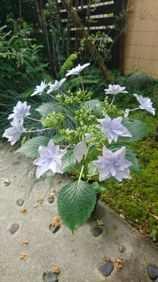 隅田の花火 額紫陽花 ガクアジサイ しっとりとした日本の園芸種 約30 40cm
