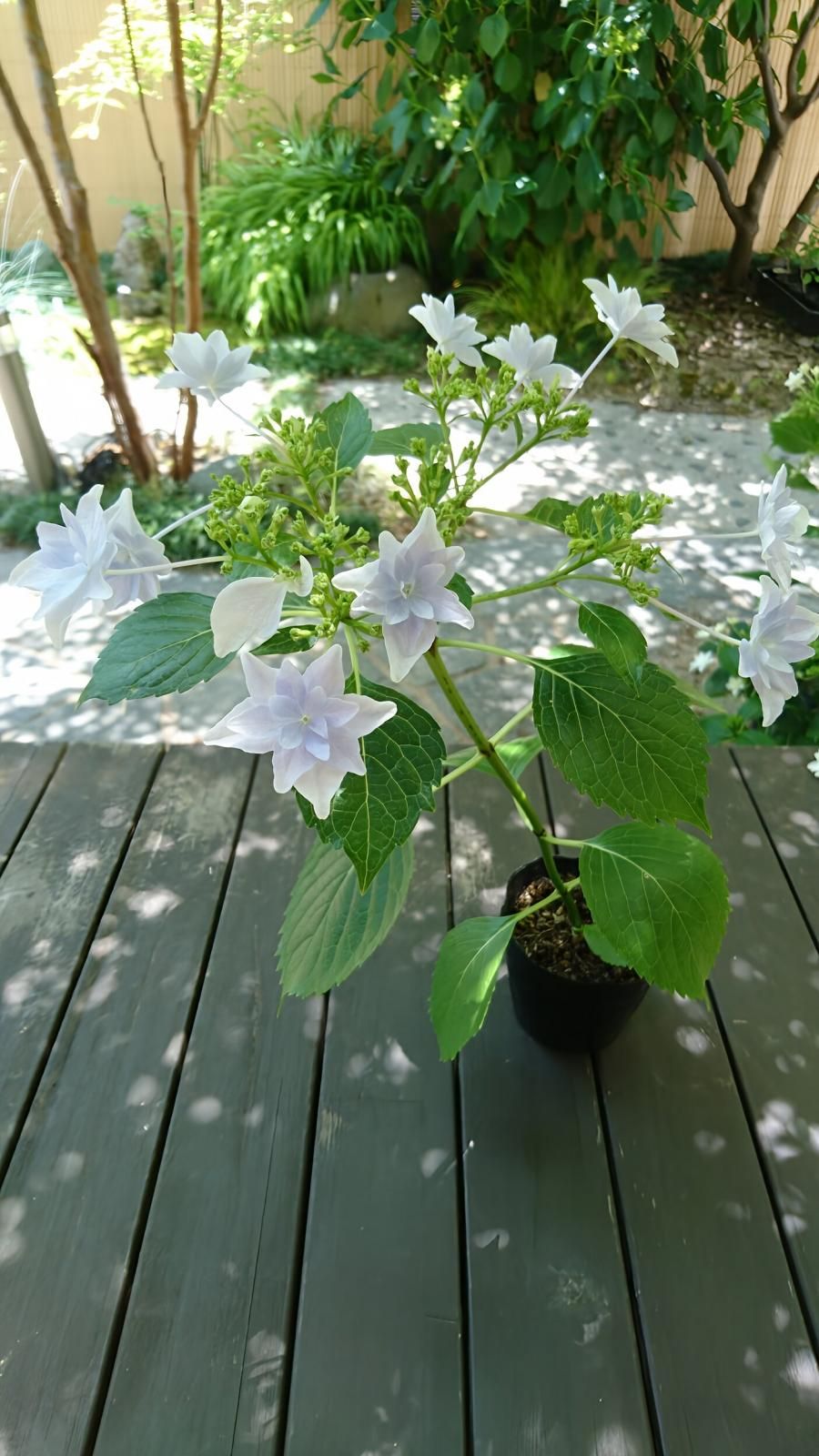 隅田の花火 額紫陽花 ガクアジサイ しっとりとした日本の園芸種 約30 40cm 隅田の花火 額紫陽花 ガクアジサイ しっとりとした日本の園芸種 約30 40cm