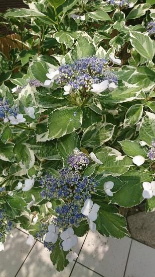 斑入り額紫陽花 フイリガクアジサイ 庭が明るくなる晴やかな白い斑の入った紫陽花 約25 40