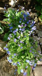 オムファロデス・チェリーイングラム（宿根草）青い可愛い小花の宿根草