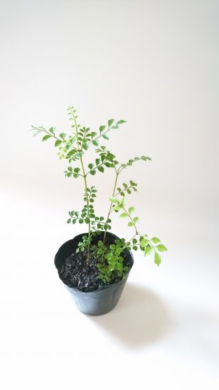 シマトネリコ 苗木 約 30cm シンボルツリーや観葉植物にもよく利用されます