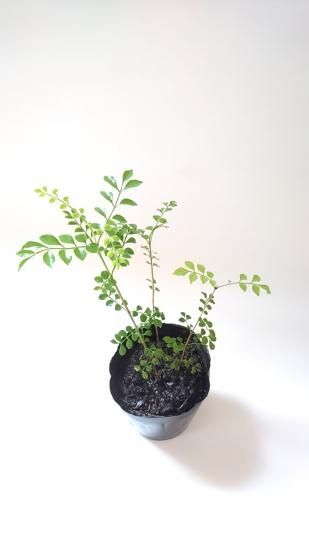 シマトネリコ 苗木 約 30cm シンボルツリーや観葉植物にもよく利用されます