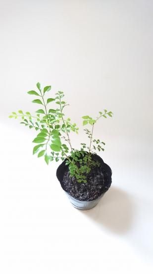 シマトネリコ 苗木 約 30cm シンボルツリーや観葉植物にもよく利用されます シマトネリコ 苗木 約 30cm シンボルツリーや観葉植物にもよく利用されます
