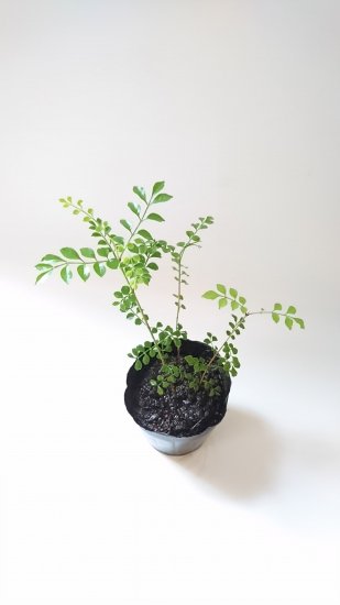 シマトネリコ 苗木 約 30cm シンボルツリーや観葉植物にもよく利用されます