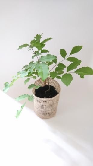 アオダモ 苗木（約12～20cm）、(約21～30cm) 自然な高原の里山の