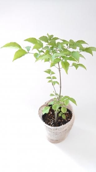 アオダモ 苗木（約12～20cm）、(約21～30cm) 自然な高原の里山の