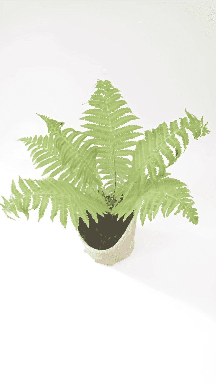 クサソテツ コゴミ シダ植物 雑木の庭の下草