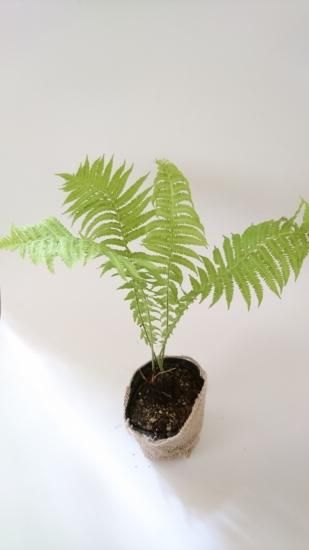 クサソテツ コゴミ シダ植物 クサソテツ コゴミ シダ植物