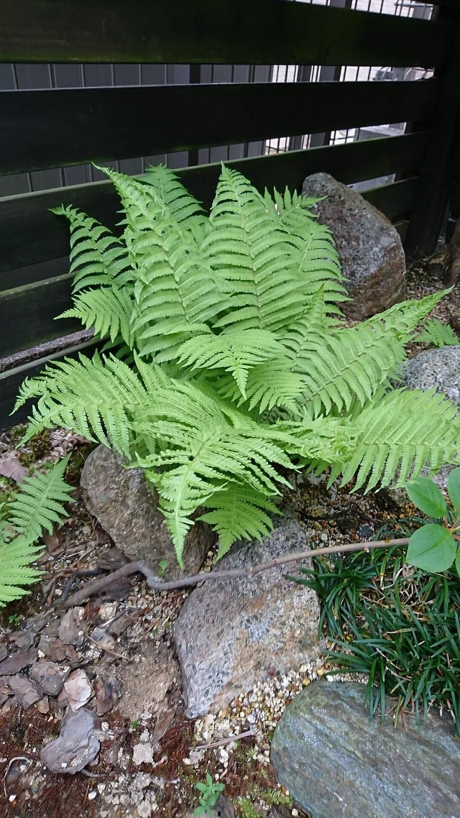 紫桜館山の花屋 | ☆草丈から探す,41～80cm程（大人の腰位
