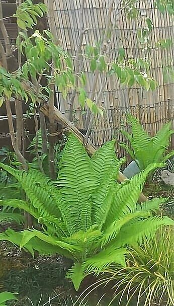 楽天市場】クサソテツ（コゴミ） : おぎはら植物園