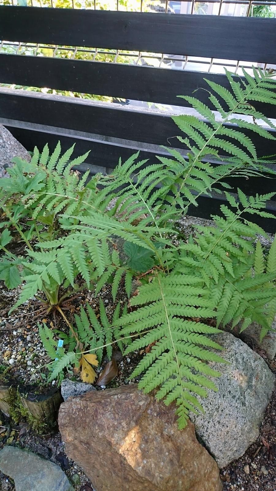 山菜 コゴミ （クサソテツ） 5号ポット大苗 : 苗木部 花ひろば