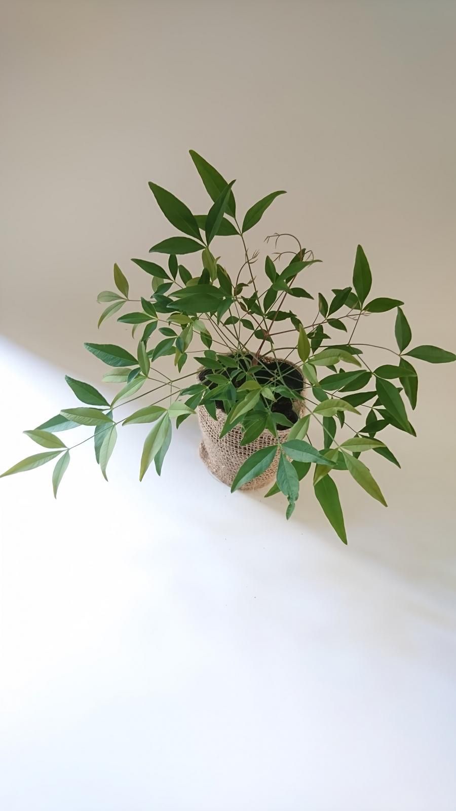 オタフクナンテン（お多福南天）苗木(約20㎝) 縁起担ぎに。福を