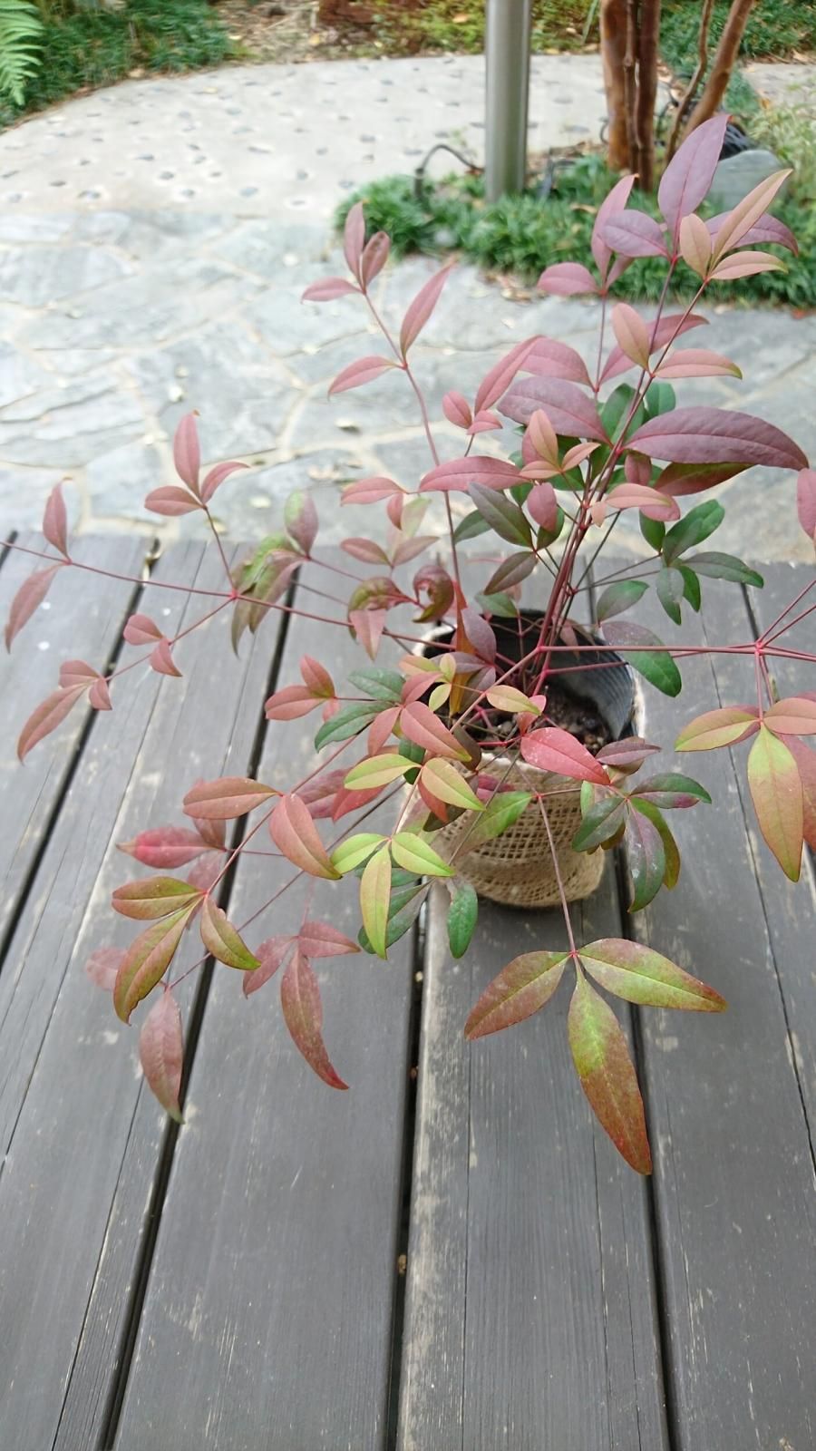 オタフクナンテン(お多福南天)苗木(約20㎝) 縁起担ぎに。福を オタフクナンテン(お多福南天)苗木(約20㎝) 縁起担ぎに。福を