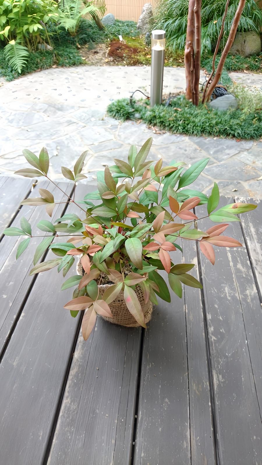 オタフクナンテン(お多福南天)苗木(約20㎝) 縁起担ぎに。福を オタフクナンテン(お多福南天)苗木(約20㎝) 縁起担ぎに。福を