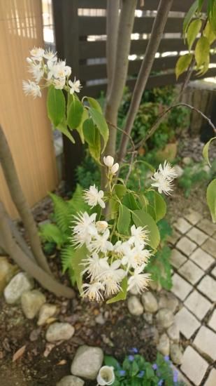ハイノキ 苗木 約12 常緑樹でスマートな枝と細やかな葉で冬でも爽やかな印象の雑木です ハイノキ 苗木 約12 常緑樹でスマートな枝と細やかな葉で冬でも爽やかな印象の雑木です