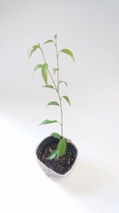 ハイノキ　苗木（約12〜20�）