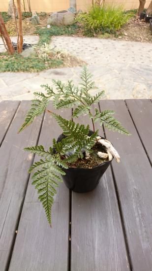 トキワシノブ シダ類 H 約15cm 苔玉によく使われます トキワシノブ シダ類 H 約15cm 苔玉によく使われます