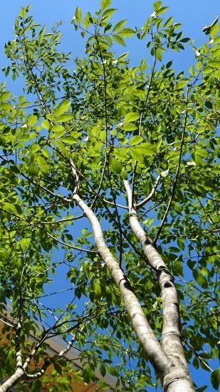 お得セット アオダモ苗木(約10～20㎝)＋種子（50粒）雑木の庭の定番の