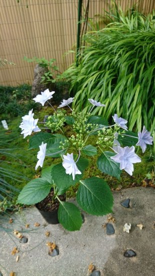 ガクアジサイ 2種類 隅田の花火 フイリガクアジサイ 各約２０cm